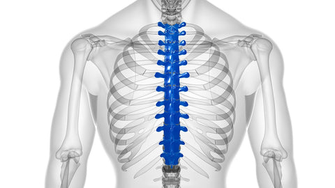 thoracic spine