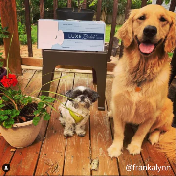 Two happy dogs on a patio sitting next to a brand new LUXE Bidet box. Text in the corner shows the post is from @frankalynn on Instagram.