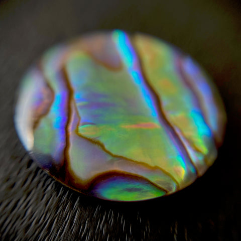 PAUA SHELL