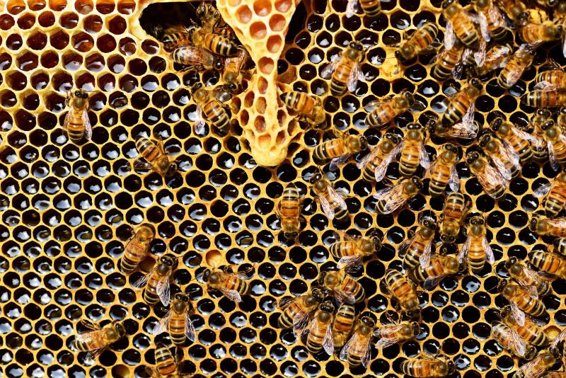 Bienenstock Bienen Akazienhonig