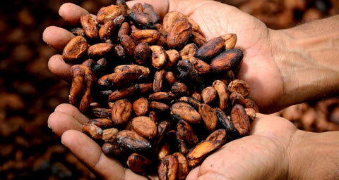 Kakaobohnen Schokolade in Händen