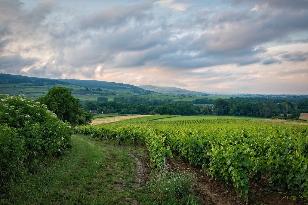 Burgund Weinregion