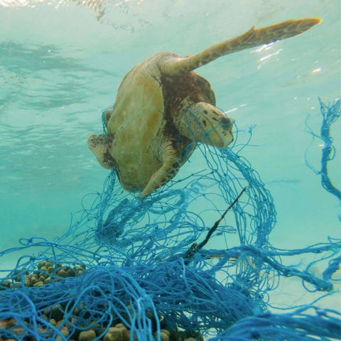 Ocean Plastic Affecting Sea Life