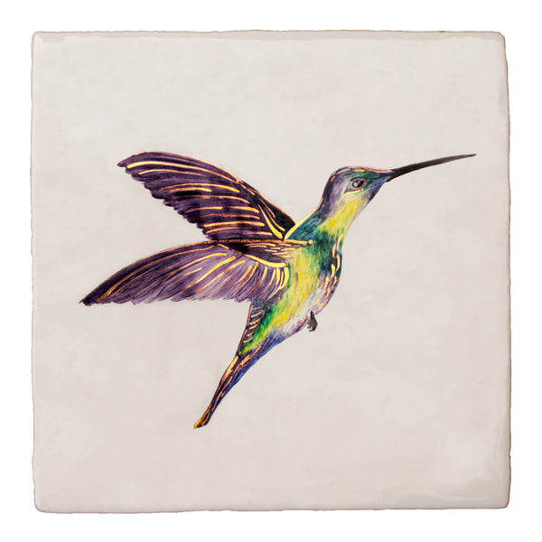 hummingbird drawing colour