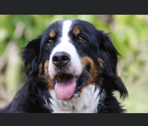 Bernese mountain dog photo reference for pet portrait oil painting