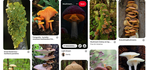 A screenshot of Abigail Emmert Art's Pinerest board, "Mushroom Inspiration"