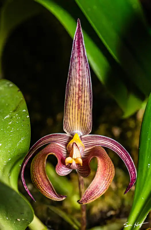  Bulbophyllum lobbii purple with yellow stripes