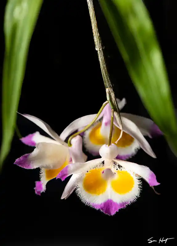  Dendrobium devonianum with white flower body with large yellow dots and pink petal tips