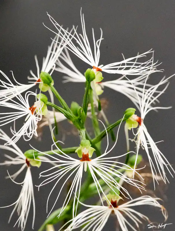  Habenaria medusae with whispy blooms 