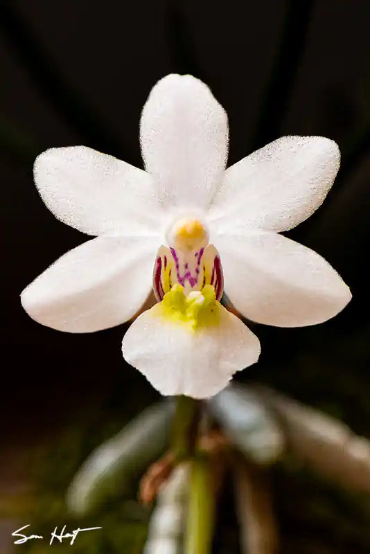 Holcoglossum rupeste is a bright white star-shaped flower with pink striped center