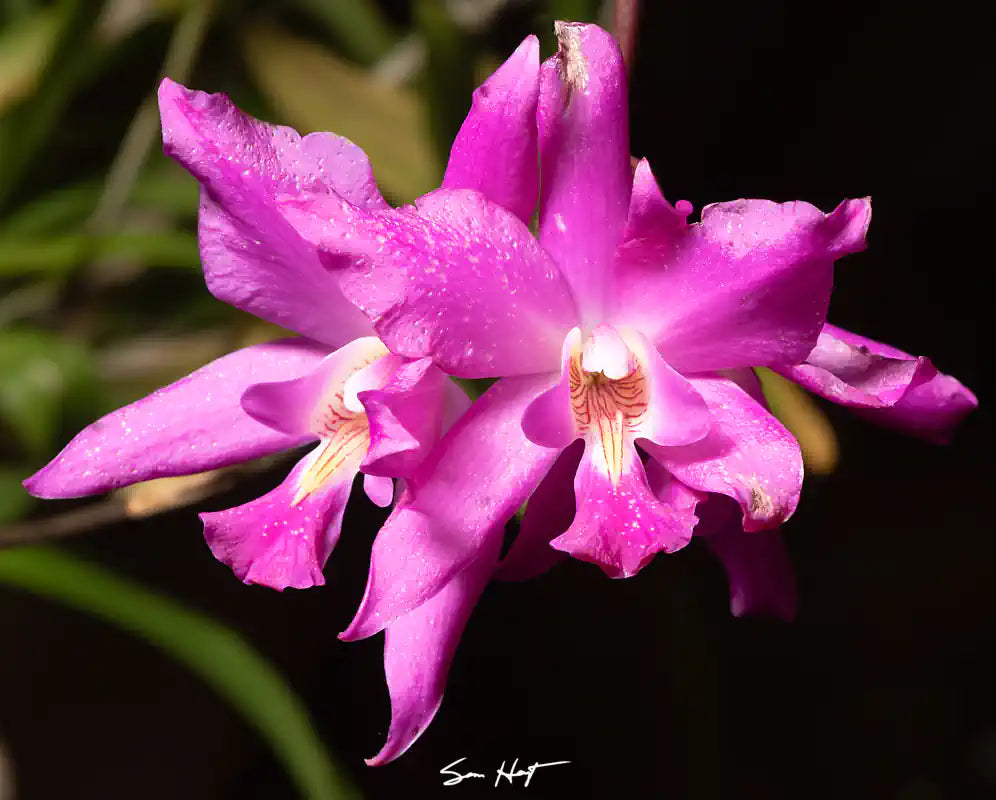  Laelia autumnalis laurie 