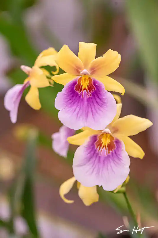  miltonia orchid with yellow petals and pink lip 