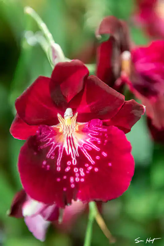  Red Miltonia 