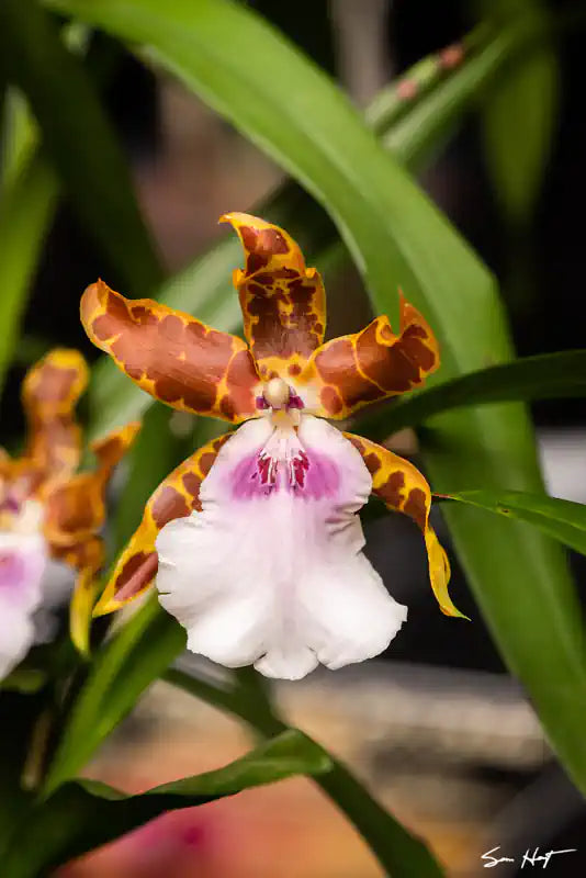  miltonia kismet kind kai