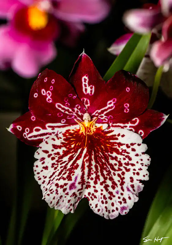  Miltoniopsis Breathless 'Hilo Galaxy'-