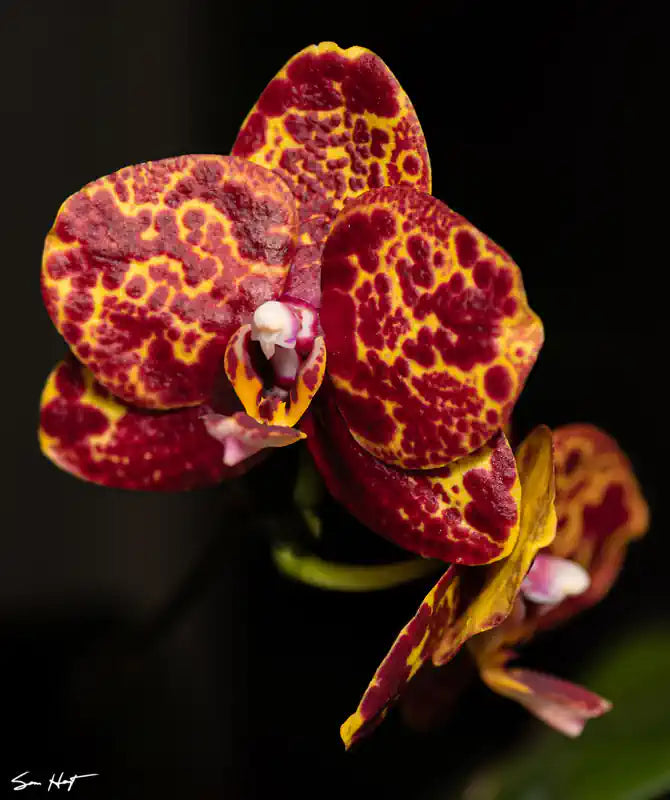  Phal. Yaphon 'Black Snake #2' 