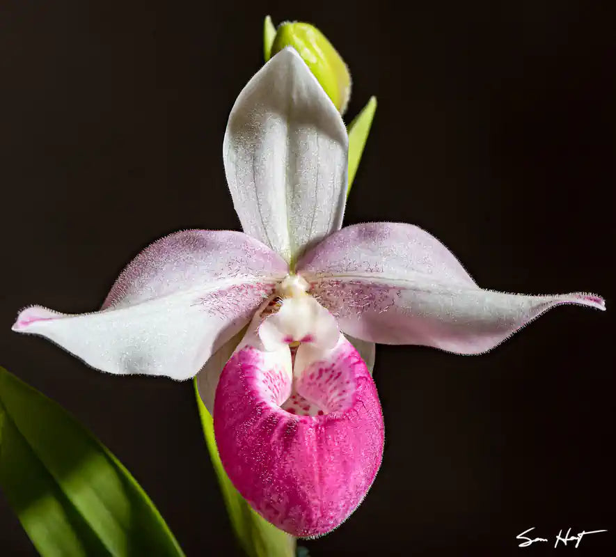  Phragmipedium with white petals and pink, bulbous pouch