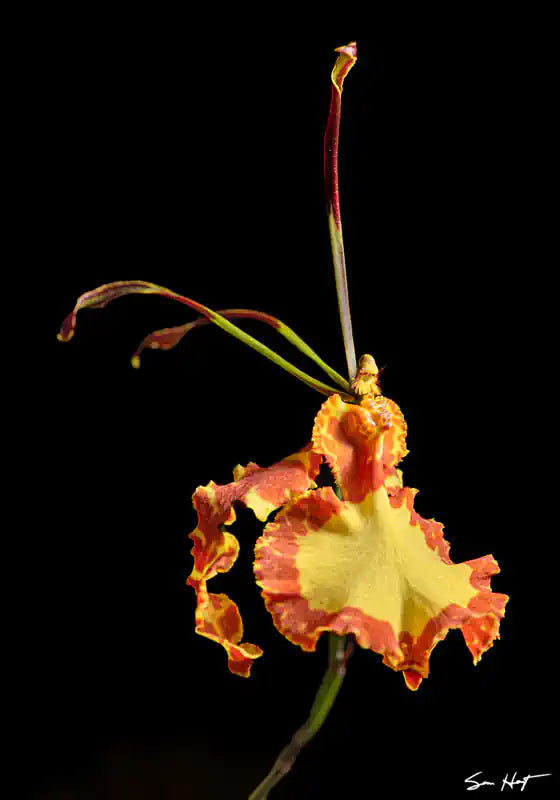  Pyschopsis mendenhall 'hildos' with yellow center and orange frill 