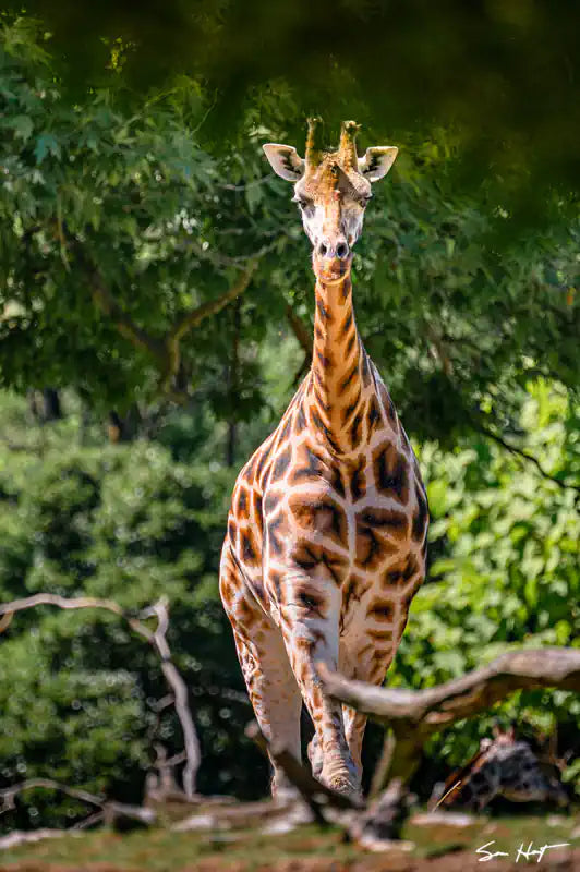  A giraffe in the distance looking at the camera 