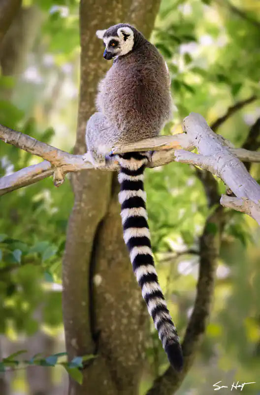  A ring-tail lemur sitting on a branch with its long tail hanging down