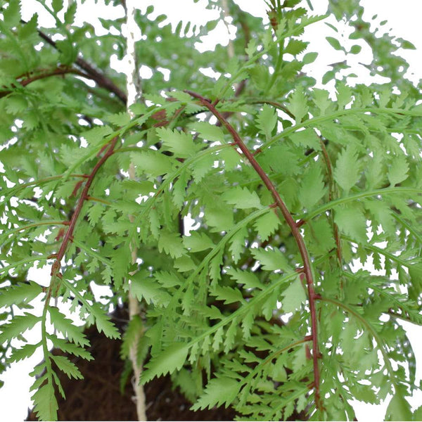 Realistic Artificial Fern Plant