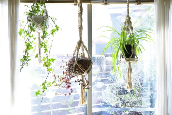 Indoor Hanging Baskets