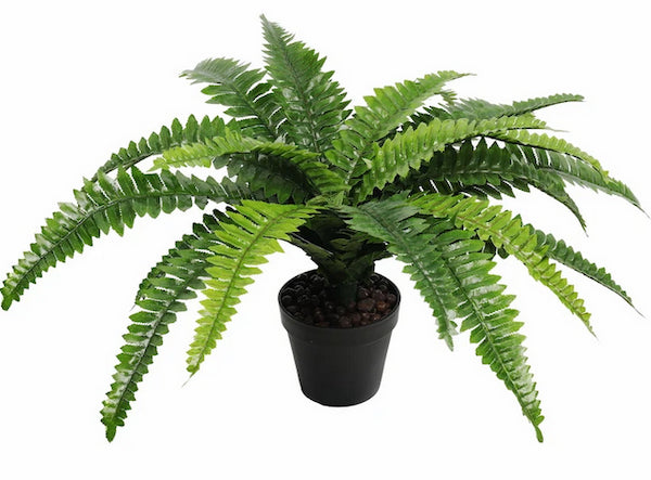 Boston Fern