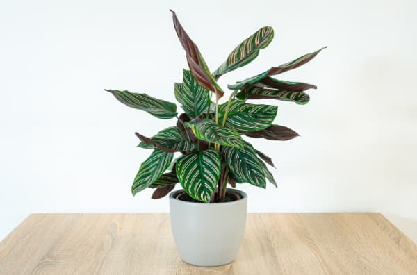 Artificial Calathea