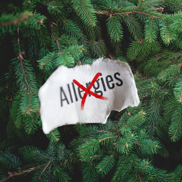 No Allergies to Artificial Christmas Tree