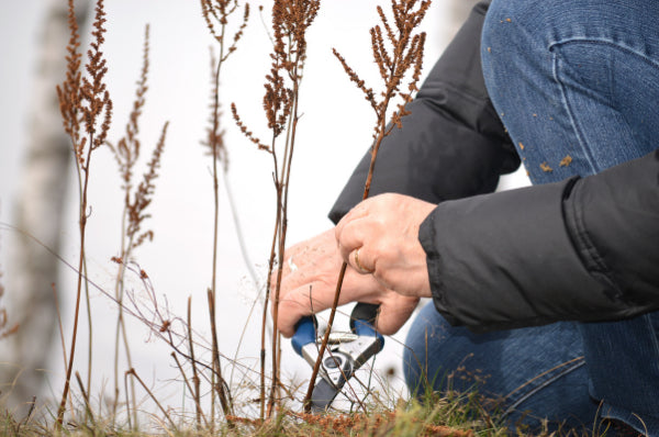 Cut Back Any Old Plants 