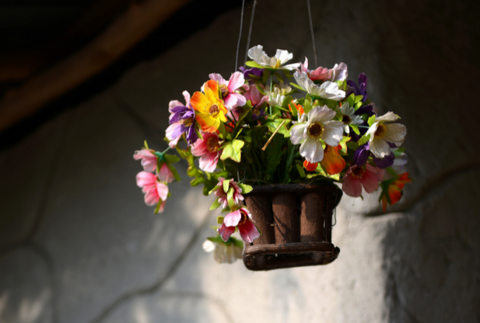 Hannging Plants Flower