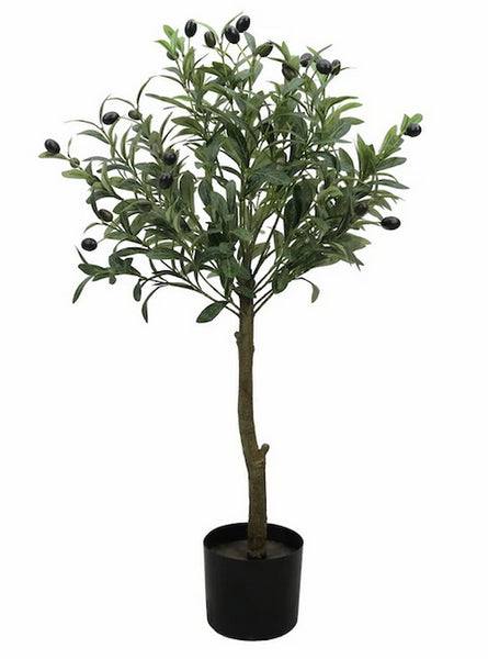 Olive Tree