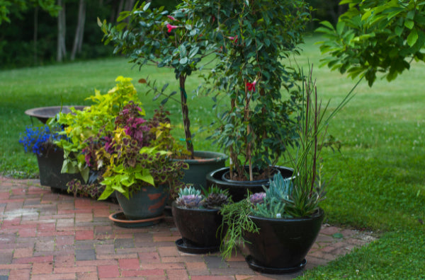 Patio Plants