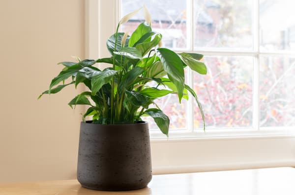 Artificial Peace Lily