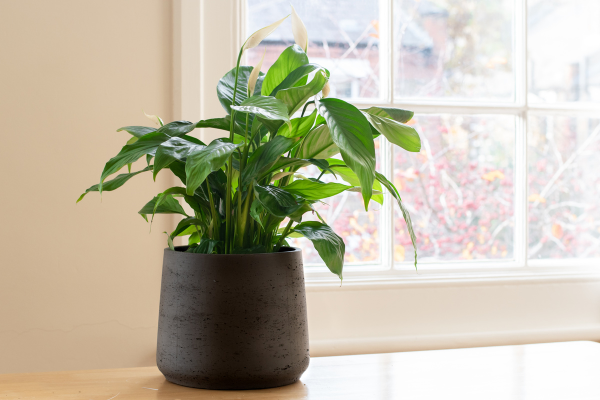 Peace Lily Artificial Plant