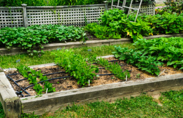 Raised Beds 