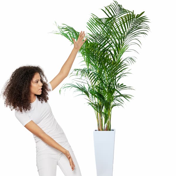 Choosing the Size of Your Artificial Palm Plant 