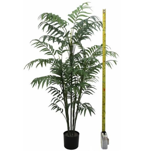 Bamboo Tree and Plant Measurement