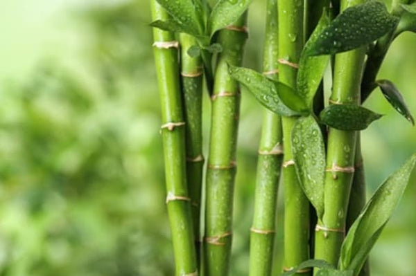 Bamboo Stem