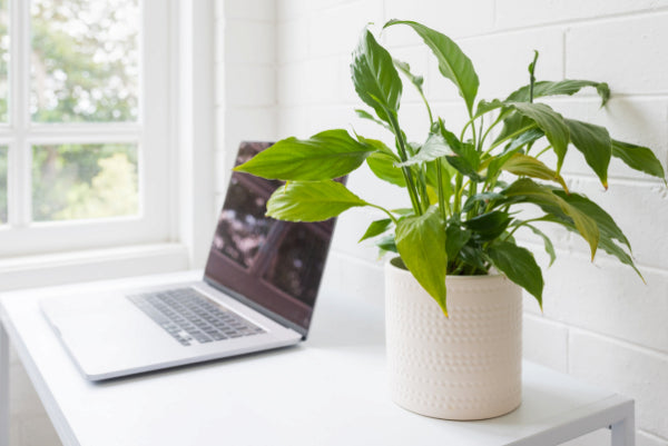 potted plants to your dining table or desk