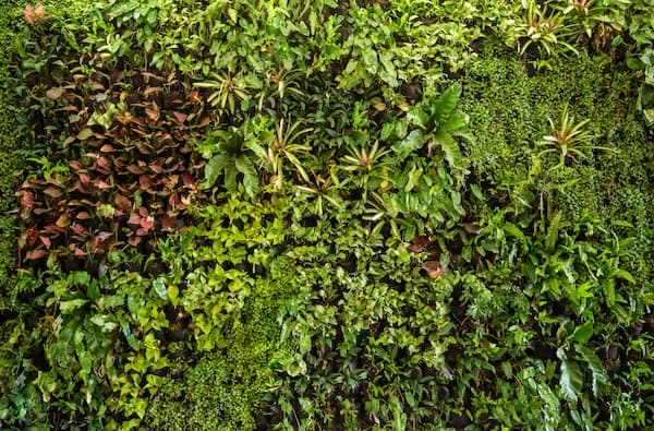 real living wall vs artificial green wall