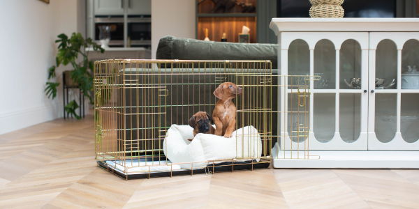 Ridgeback puppies in a boucle cozy & calming puppy cage beds