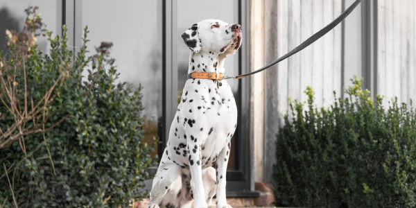 Dalmatian wearing a grey dog collar