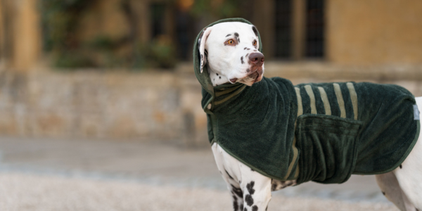 Dalmatian wearing a shake resistant hood