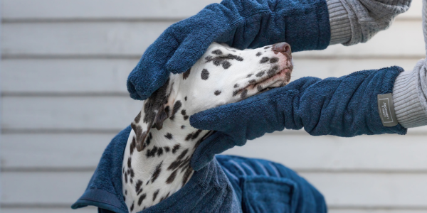 Dalmatian being dried with navy bamboo drying mitts wearing a drying coat