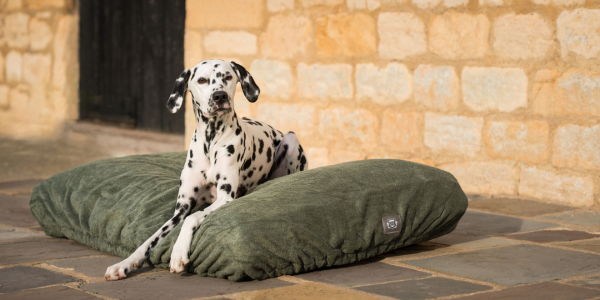 Dalmatian sat on a green bed cover