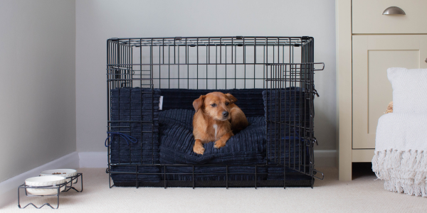 Norjack in a black metal dog cage with navy bedding