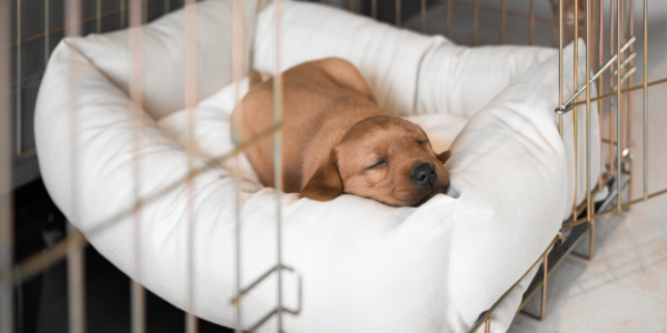 Labrador puppy sleeping in a dog bed