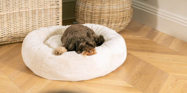 Cockapoo curled up in an anti-anxiety donut bed