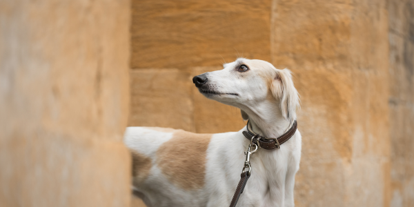 Hound wearing a padded leather collar and lead on a walk through the cotswolds
